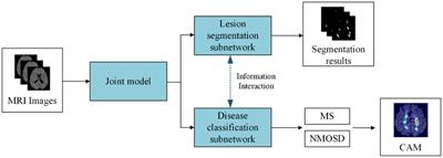 A joint model for lesion segmentation and classification of MS and NMOSD